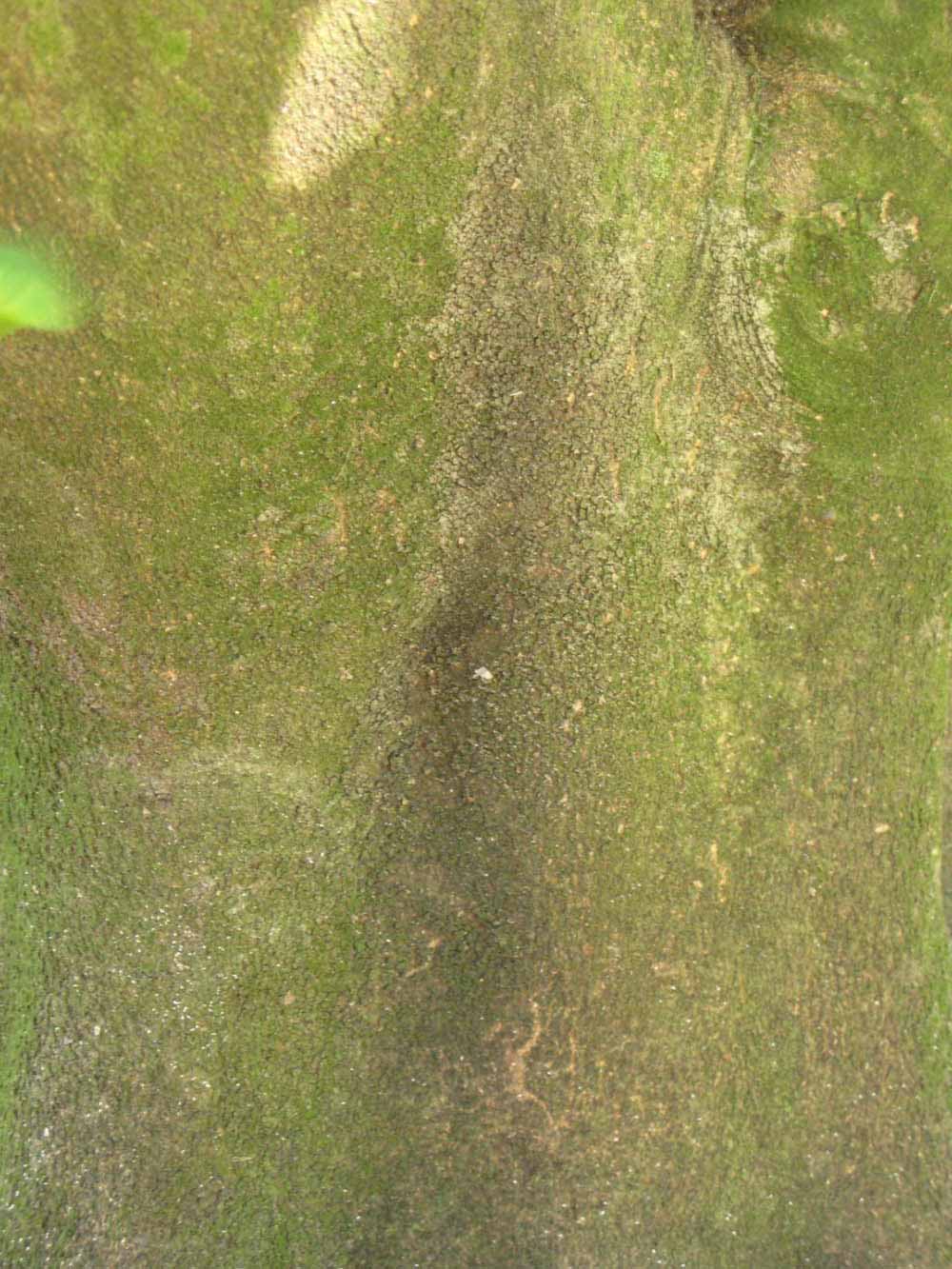              Bark (Winter Haven, FL)       